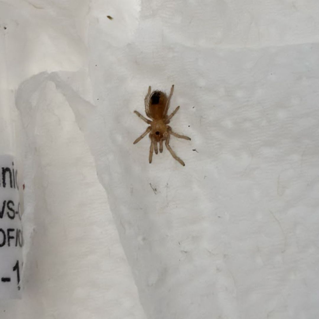 Aseguran Especies Protegidas Durante Operativo en Paquetería en SLP